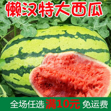 懒汉瓜王西瓜种子 南方北方春秋季抗重茬种植 特大巨型水果种籽孑 懒汉瓜王拆零10粒