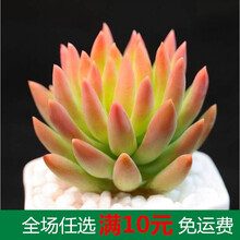 新款 多肉植物组合盆栽 肉肉大株绿植花卉室内含盆带土 透明 千佛手3-5公分 1-2CM