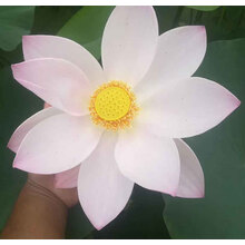 荷花苗盆栽水养莲藕种根苗藕种藕苗莲花碗莲种藕水生植物四季n 19号 不含盆