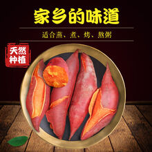 【现挖现发】10斤新鲜红薯蜜薯黄心沙地红薯农家新鲜蜜薯板栗番薯新鲜 5斤家庭装 大果【店主】