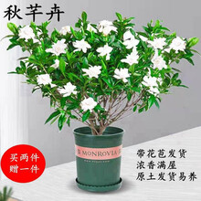 带花苞栀子花盆栽 浓香满屋牡丹大叶栀子花绿植阳台室内独杆栀子花盆栽花卉庭院好养活稀有小叶枝子花树苗 【推荐款】小叶栀子花五年苗（花苞多） 原土发货