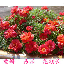 纳格兰太阳花种子 阳花种子重瓣混色多年生室内外开花不断阳台盆栽易活种籽 红色 红色1万粒+2肥