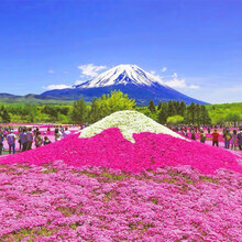 芝樱花籽芝樱花种子丛生福禄考花籽花种四季室外北方阳台见土就活花卉种子简雪 芝樱花种子半斤