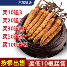 西藏那曲冬虫夏草 （规格2-3根/克）正宗虫草无断草礼盒装十根起拍才发 鹿锦煊