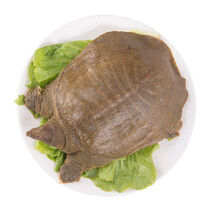 外塘中华鳖苗小甲鱼苗幼放生态养殖鲜活 15克10只 1g