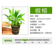 咖啡椒草椒草大全 鱼缸造景水草迷你小青椒绿温蒂阔叶大喷泉椒咖啡气泡椒 椒榕/1杯