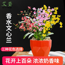 奶香味文心兰兰花苗 梦香 香水文心兰 冬带浓香花苞出售室内花卉绿植盆栽送礼佳品 文心兰粉花2苗