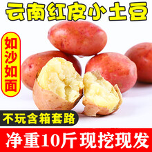 大地果缘【农家自种】 云南红皮小土豆黄心洋芋净重10斤当季新鲜蔬菜马铃薯粉面香甜 2500g