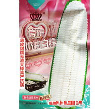 信研彩糯蜜彩甜糯玉米种子色泽靓丽甜糯可口高产抗病农家春秋播种 信研奶油白糯原装40克