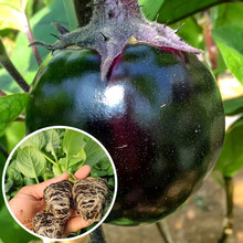 寿禾 茄子苗种苗杭茄长茄鸡蛋茄白茄嫁接黑茄山东寿光优质蔬菜苗春季秧苗种苗 圆茄苗 20棵
