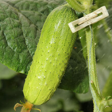 寿禾 旱黄瓜种子家庭种植蔬莱阳台庭院绿刺本地水果黄瓜东北瓜大田秋季四季播种疏蔬菜菜子种籽种孑菜籽菜仔 寿禾爬满地黄瓜种子 200粒原装【水果型】