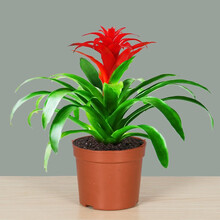 拼乐趣 鸿运当头盆栽植物花卉红星凤梨花大红色红运当头室内花绿植大盆景 鸿运当头【20-30cm】原土盆1盆