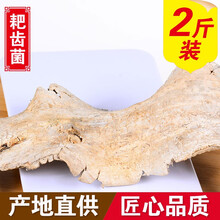滋真堂 耙齿菌 长白山白耙齿菌 耙齿菌2斤