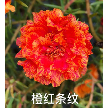 新品19色宿根重瓣太阳花苗混色多季开花耐热易养盆栽植物 橙红条纹 带跟1棵 不含盆