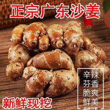 （现摘严选 顺丰）新鲜沙姜 正宗广东茂名特产1/5斤生姜山奈白切椰子鸡老姜调味料可种植 1500g
