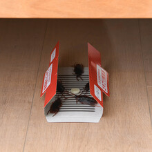 HeduRnie日本蟑螂屋蟑螂药一窝端家用物理无毒灭杀蟑螂捕捉屋小黑屋10枚装 20枚装