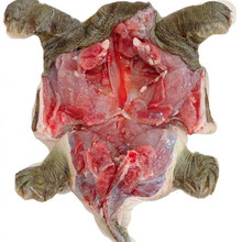 甲鱼现杀批发外塘生态老鳖食用王八真空包装新鲜去皮去膜去油 宰杀后净重1.6斤大公甲鱼一只 宰杀去膜去内脏去油脂封包后上称的重量