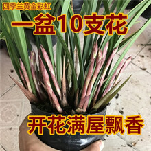 桐卉兰花 建兰四季兰黄金彩虹 现带多花苞出售 办公室绿植物盆栽花卉 黄金彩虹2苗不带花+盆土肥药