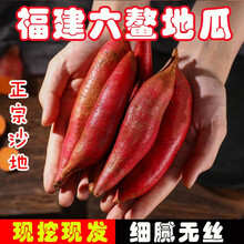 （现摘现发）福建六鳌地瓜 新鲜沙地红番薯现挖农家自种 当季香甜红心地瓜 5斤 大果（单果5两左右）