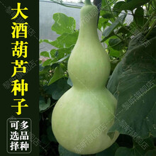 黎昕  手捻葫芦种子文玩葫芦种子盆栽庭院春季夏季观赏大小葫芦 长柄葫芦100粒(种植说明)