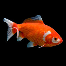 易萌 冷水观赏鱼日本和金懒人鱼冷水鱼淡水观赏鱼锦鲤鱼活体风水鱼 日本和金10-12cm 3条