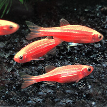 易萌 小型热带鱼观赏鱼荧光斑马鱼群游鱼宠物活体鱼斑马鱼淡水鱼活体 精品红斑马50条