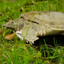 【所友旗舰店】足斤【鲜活甲鱼 包活送达】大甲鱼活体食用中华鳖苗水鱼王八土鳖 3斤稻田甲鱼