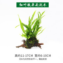 丹麦细叶铁皇冠草中后景草懒人水草鹿角铁带底座水草活体 细叶铁单头水草+沉木