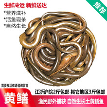 品鲜肴 黄鳝/长鱼/鳝鱼渔民野外鲜活捕获 生鲜淡水水产（净膛前）约500g 1斤称6-8条现杀