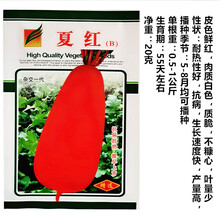 夏季抗热白萝卜种子夏红萝卜种孑盛夏耐热38℃夏季秋季高产萝卜籽 夏红【原装20克】