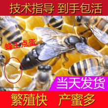蜂王活体开产王种王中蜂蜂王蜜蜂活产卵王种中蜂王王 仓王15天内新王产王