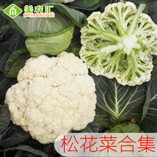 松花菜种子 价格 图片 品牌 怎么样 京东商城