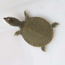 甲鱼苗中华鳖苗小甲鱼活体王八团鱼苗家养外塘养殖甲鱼饲料 50只苗加饲料(公母对半分)