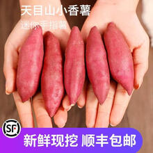 梓乐果 新鲜红薯正宗临安天目山小香薯迷你板栗地瓜山芋5斤手指番薯10 5斤 小果