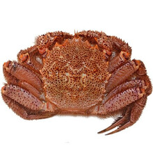 北海道红毛蟹冰鲜螃蟹海鲜毛蟹现货蟹上海闪送 冰鲜 1.5斤