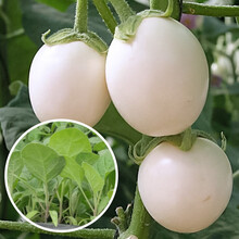 寿禾 茄子苗种苗杭茄长茄鸡蛋茄白茄嫁接黑茄山东寿光优质蔬菜苗春季秧苗种苗 鸡蛋茄苗 5棵