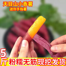 正宗天目山小香薯鲜红薯地瓜批发新鲜番薯板栗薯黄心山芋现挖 5斤金手指(手指薯软糯无筋皮薄如纸)