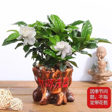 水培栀子花盆栽带花苞四季花卉盆栽植物室内观花植物枝枝花好养的花 复古陶瓷财源茂盛盆+栀子花 含盆