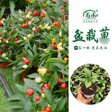 寿禾盆栽蔬菜苗大全带盆带土栽好西红柿五彩辣椒苗盆栽苗大全幼儿园阳台易种易活苗子 盆栽六彩泡椒苗 1盆【带果】