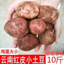 云南红皮小土豆农家种植土豆新鲜土豆粉糯黄心土豆迷你土豆10斤装 2500g