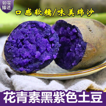 梓乐果 黑土豆5斤新鲜小土豆农家乌洋芋马铃薯黑金刚紫色农家 50kg