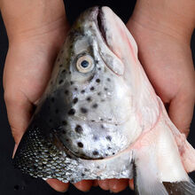 三文鱼头鱼头超大冰鲜海鲜水产鲜活烧烤炖汤食材鱼头 4只家庭装 单只300-400克