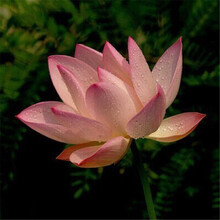 柯必达 四季水养睡莲水生碗莲荷花卉盆栽观花水培植物种子根块种藕室内花 宝莲20粒+盆+营养液+泥