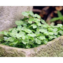 四季爬藤假山草种子 造盆景珍珠草种 吸水石专用草籽鱼缸草微景观 铜钱草50粒