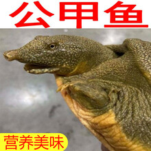 冷藏发货  公甲鱼  放养甲鱼活体老龟鳖中华鳖  欧林醉尔 公甲鱼：2.7-2.9斤