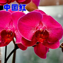 蝴蝶兰花苗盆栽带花苞花剑四季好养客厅餐桌鲜花室内卉绿植物 中国红(3个月开花，买三加一) 含盆