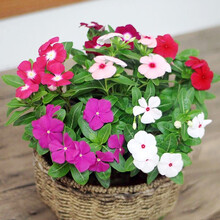 混色重瓣太阳花种子四季播种开花不断室外室内阳台盆栽花卉种籽孑 长春花300粒超长花期