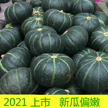 新鲜板栗南瓜5斤当季老南瓜嫩南瓜新鲜蔬菜贝南瓜 5斤