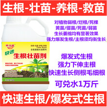 强力生根壮苗剂扦插花卉蔬菜果树移栽快速生根粉吲哚乙酸生根壮苗 10斤x4壶*（快速型）/箱