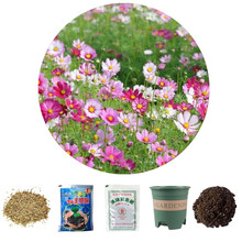 乐子君 勿忘我种子易种四季花草花卉盆栽庭院室内外四季开花不断花种籽子 波斯菊200粒+花盆+营养土+肥